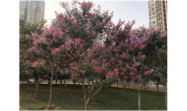 夏秋季節(jié)，錫城首次驚現(xiàn)紫薇花開美景